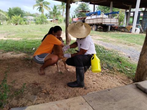 ฉีดวัคซีนป้องกันโรคพิษสุนัขบ้า