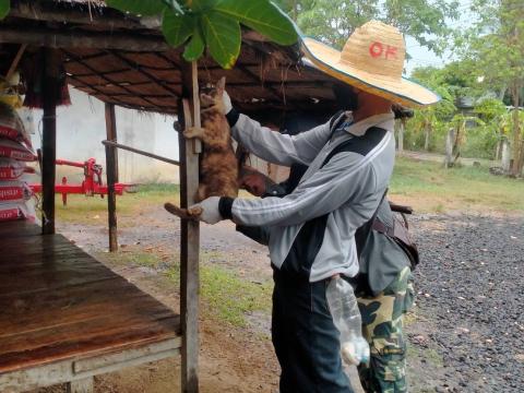 ฉีดวัคซีนป้องกันโรคพิษสุนัขบ้า