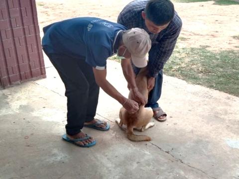 ฉีดวัคซีนป้องกันโรคพิษสุนัขบ้า